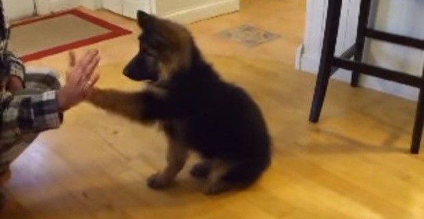German Shepherd puppy doing tricks