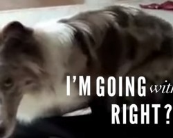 These Doggies in Suitcases are Soooo Cute!