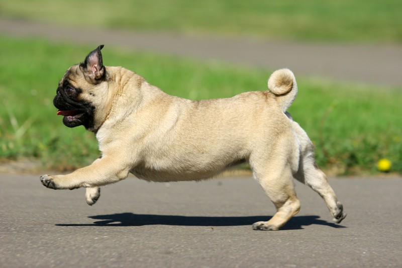 happy and active pug