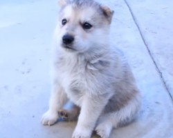 Husky Puppy Shocks Everyone With His Very First Howl