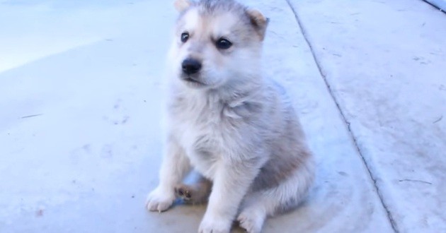 husky puppy