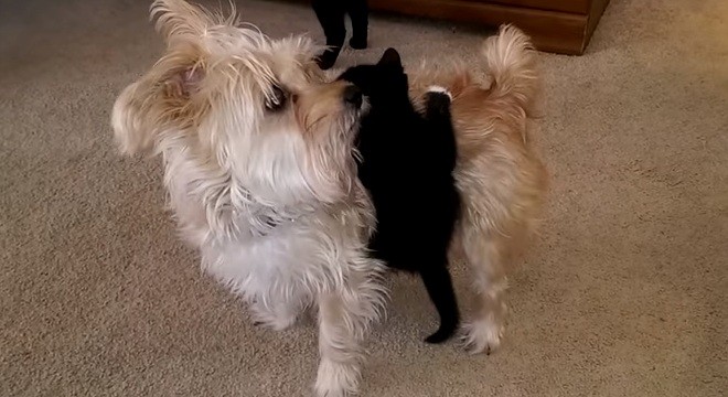 kitten wants a ride on dog