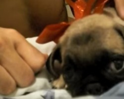Best Christmas Gift Ever?! Man’s Reaction to Receiving a New Puppy is Priceless!