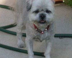 Lessen Your Dog’s Arthritis Pain With the Following Effective Treatments…