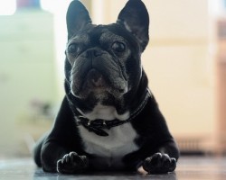 4 Amazing Reasons Why Older Dogs Make The Best Pets Ever