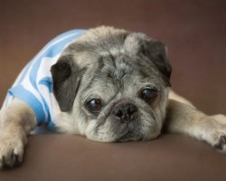 Photographer Reminds Us That Sweet Senior Dogs Need a Home Too