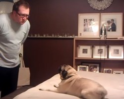 A Pug and His Owner Get into a “Fight” and How They Resolve it is as Sweet as Can be!