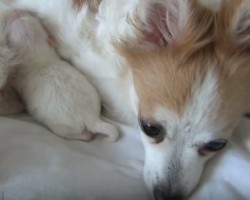 [VIDEO] Watch a Puppy Grow Over the Course of Two Weeks and You Won’t Believe Your Eyes… WOW!