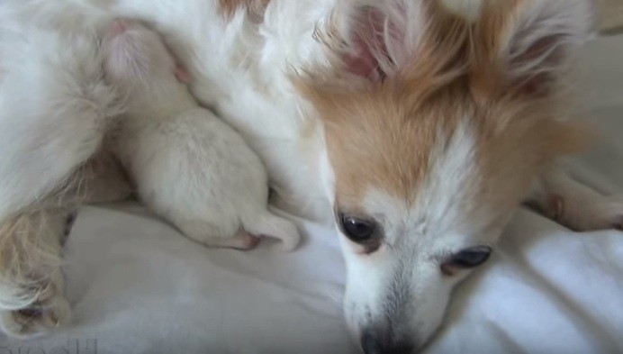 pomeranian mom with puppy
