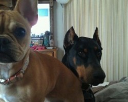 8 Doggies That Say It’s Time To Wake Up NOW!