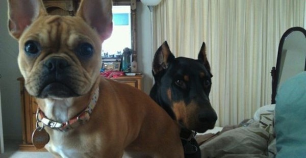 two dogs on the bed