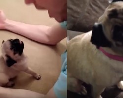 Video Compilation of Pugs Proves They are Fun and Cute (Just Watch the Puppy at 0:54)!