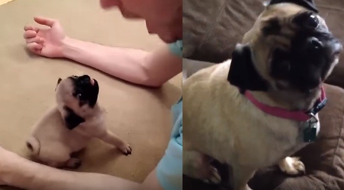 pug compilation video