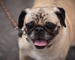 Fun Pug Facts That’ll Make You Want to Learn Even More About Your Furry Best Friend
