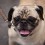 Fun Pug Facts That’ll Make You Want to Learn Even More About Your Furry Best Friend