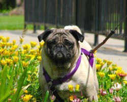 Dog Walking Rules You’re Probably Breaking