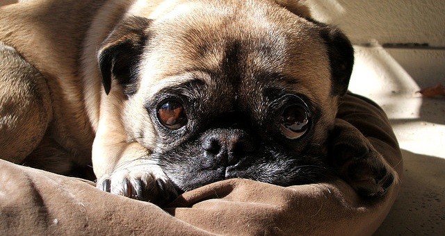 pug on bed