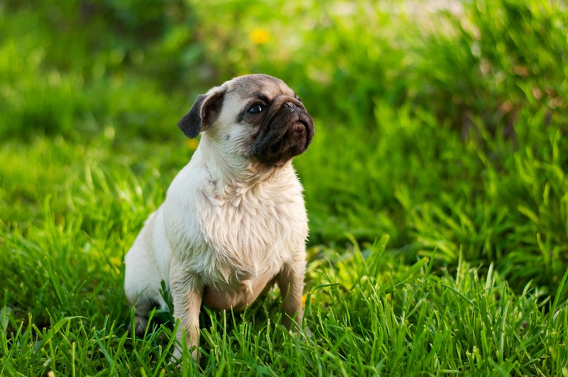 pug in the grass