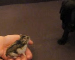 [VIDEO] When a Pug Puppy is Introduced to a Hamster He’s Not Sure How to React… LOL!