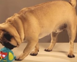 This Toy Critic Doggy Will Show You Which Toys are ‘Pug Approved’ — Too Funny!