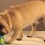 This Toy Critic Doggy Will Show You Which Toys are ‘Pug Approved’ — Too Funny!