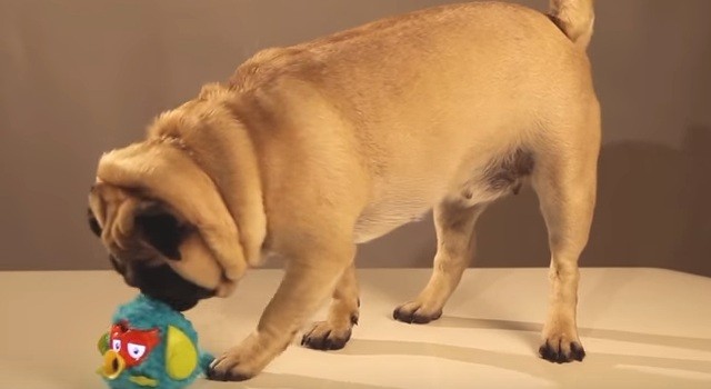 pug toy critic