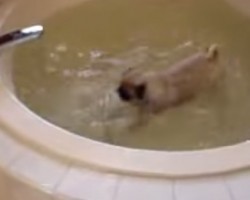 Watch a Pug Create a Whirlpool in a Big Tub… and Love it!