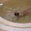Watch a Pug Create a Whirlpool in a Big Tub… and Love it!