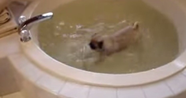 pug whirpool