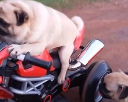 Watch a Pug Go on a Joy Ride… on a Motorcycle! LOL!
