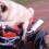 Watch a Pug Go on a Joy Ride… on a Motorcycle! LOL!