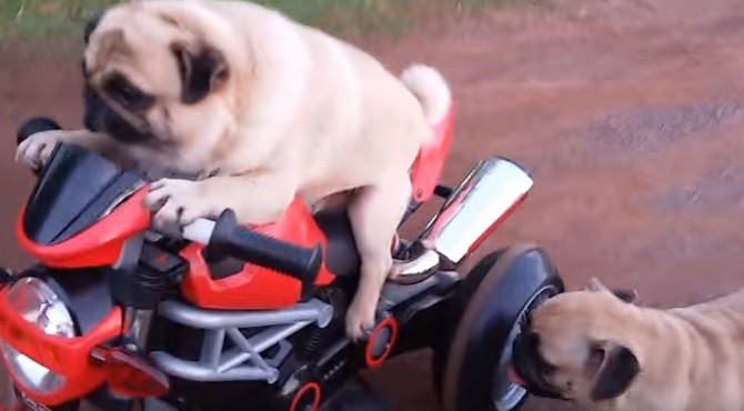 pug on motorcycle