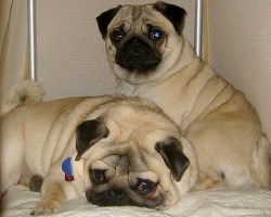 Crate Training Tips That’ll Help Fido Get Used to His Safe Place