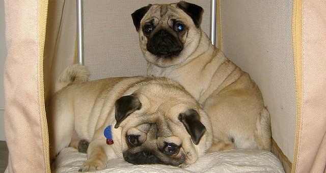 pugs in their crate