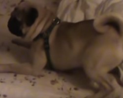 Pug’s Hilarious Reaction to Action Movie Will Have You Saying “OMG!”