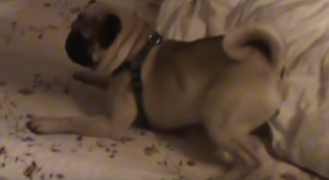 pug's reaction to action movie