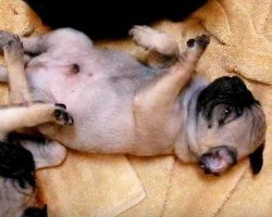 When a Dad Wakes Up His Pug Puppies For Doggy Class, You’ll Never Guess Their Reaction — So Cute!