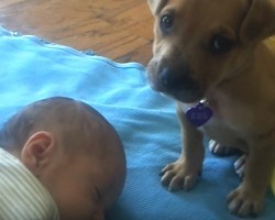 We’re Dying Over This Sleepy Puppy That Falls Asleep on a Baby, Especially at 01:48!
