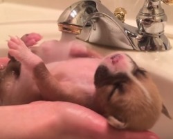 2-Week-Old Puppy Enjoys His First Bath EVER — So Sweet!