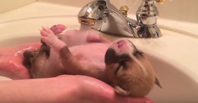 puppy enjoying bath time