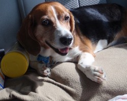 What to Take on a Road Trip for Your Furry Best Friend