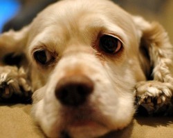 How to Tell if Your Doggy is Suffering from Depression