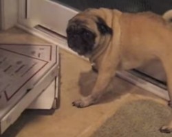 When Overprotective Pug Stakes Her Claim on Pizza Boxes You Better Watch Out!