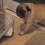 When Overprotective Pug Stakes Her Claim on Pizza Boxes You Better Watch Out!