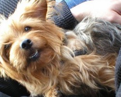 So…Is Your Dog a Diva Dog?! Find out by Checking out This List!