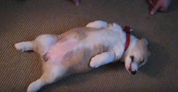 sleeping Corgi