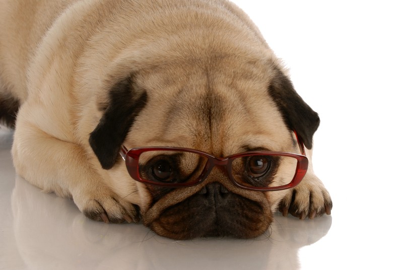 smart pug with glasses on