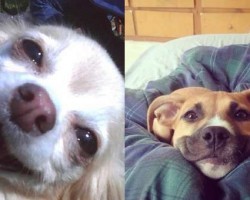 5 Dogs That Have the Sweetest Smiles — They’re Sure to Brighten Your Day!