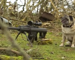 You Can Count on Sergeant Pugsley to Save the Day — He’s a Trained Sniper Pug!