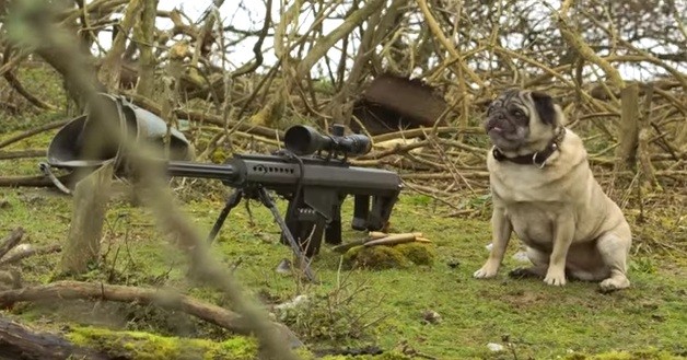 sniper pug